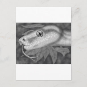 Python Postcard