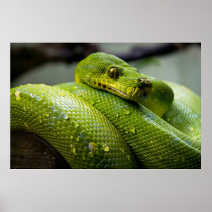 Python Poster