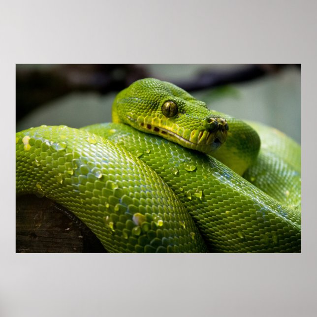 Python Poster (Front)