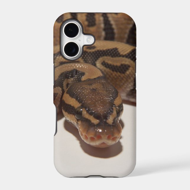 Python royal fantôme (Verso)