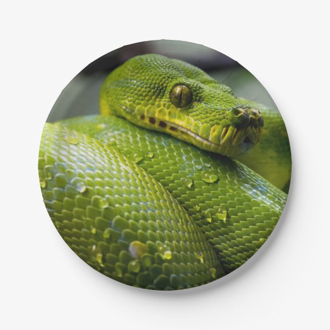 Python Snake Animal Paper Plate (Front)