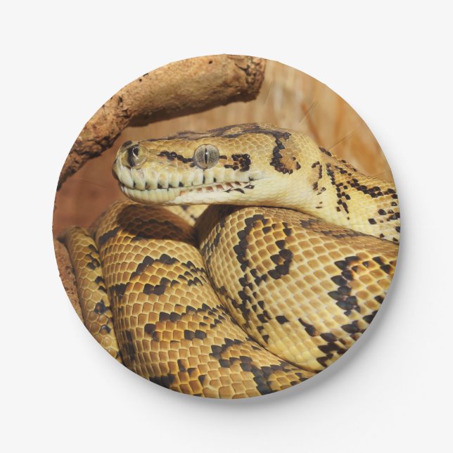 Python snake paper plate (Front)