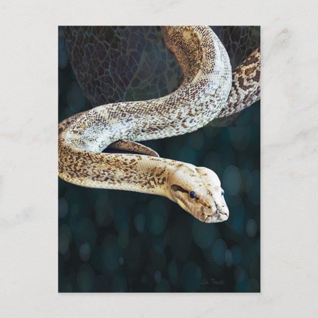 Python Snake Postcard (Front)