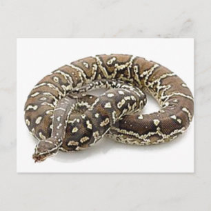 Python Snake Reptile Postcard