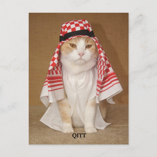 QITT/ CAT POSTCARD (Front)