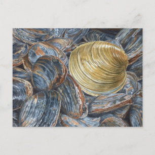 Quahog and Clams Postcard