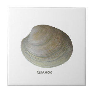 Quahog Clam Tile