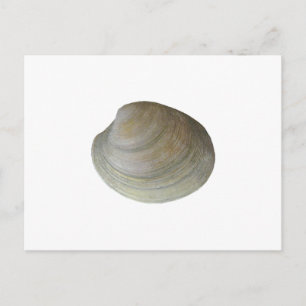 Quahog Clam (untitled) Postcard