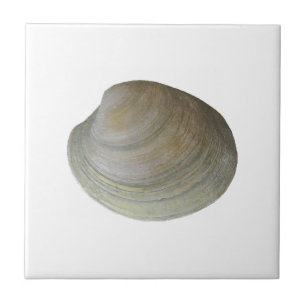Quahog Clam (untitled) Tile