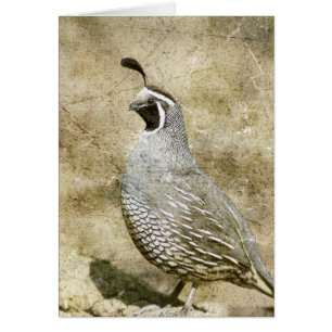 Quail