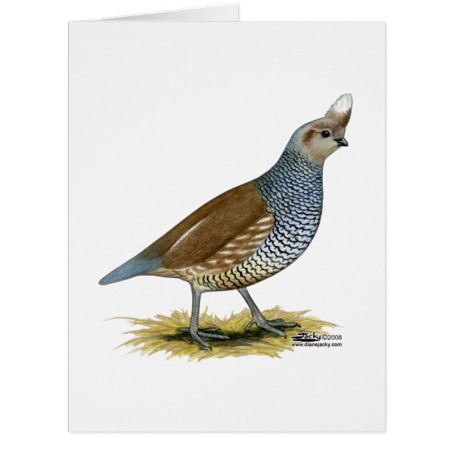 Quail à échelle (Devant)