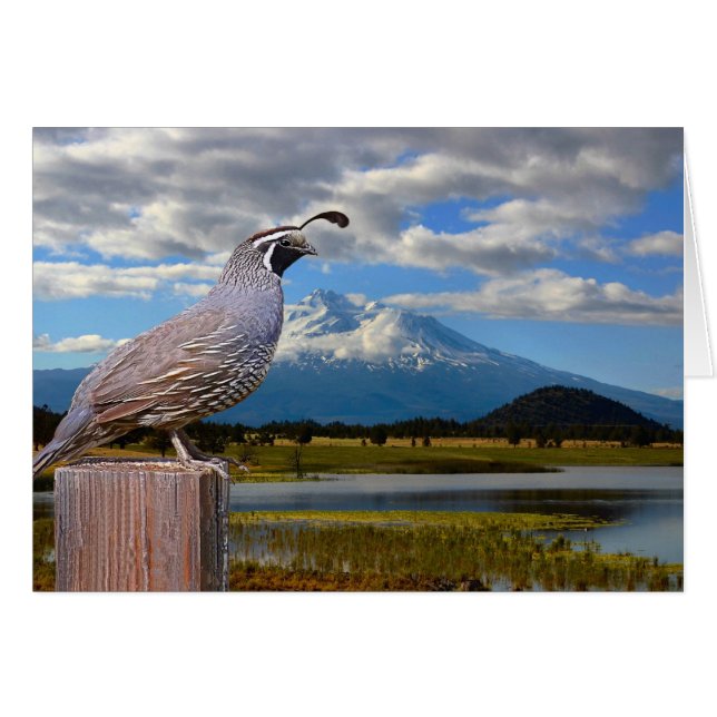 QUAIL AND MT SHASTA (Front Horizontal)