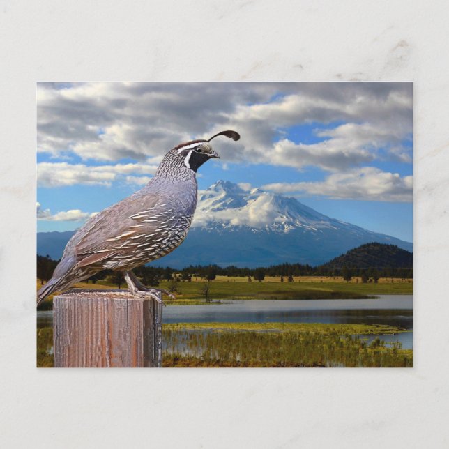 QUAIL AND MT SHASTA POSTCARD (Front)