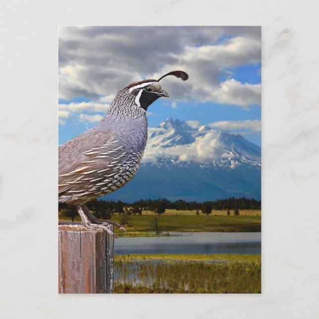 QUAIL AND MT SHASTA POSTCARD (Front)