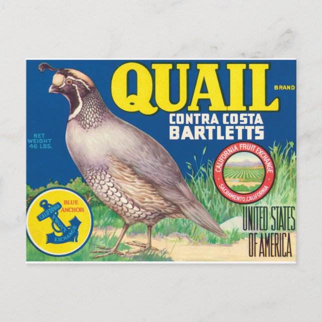 Quail Contra Costa Bartletts Sacramento California Postcard (Front)