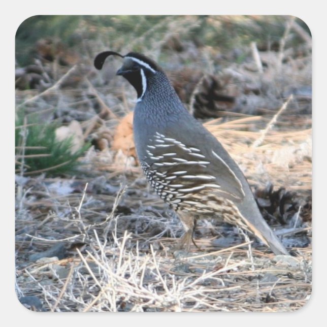Quail de Californie - Sticker Carré (Devant)