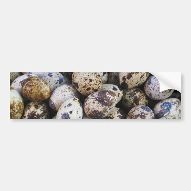 Quail Eggs Bumper Sticker (Front)