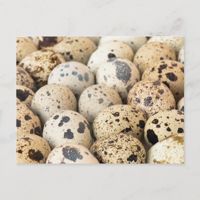 Quail Eggs Postcard (Front)