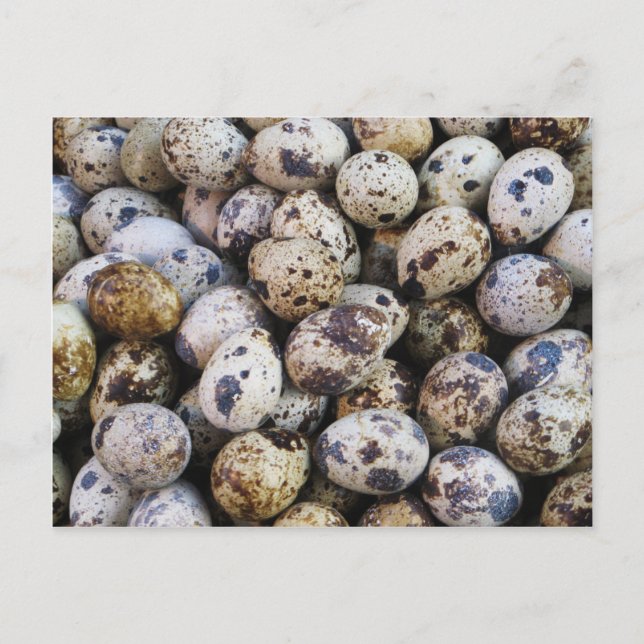 Quail Eggs Postcard (Front)