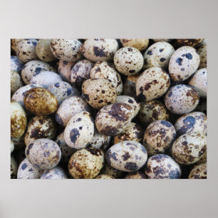 Quail Eggs Poster