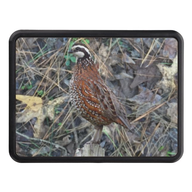 Quail Hunting Gifts, Bobwhite Quail Hitch Cover (Front)