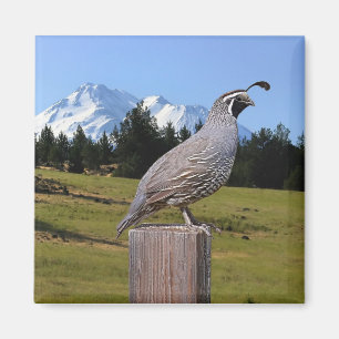 QUAIL ON DREAM POINT MAGNET