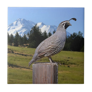 QUAIL ON DREAM POINT TILE