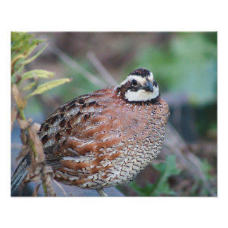 quail photo print