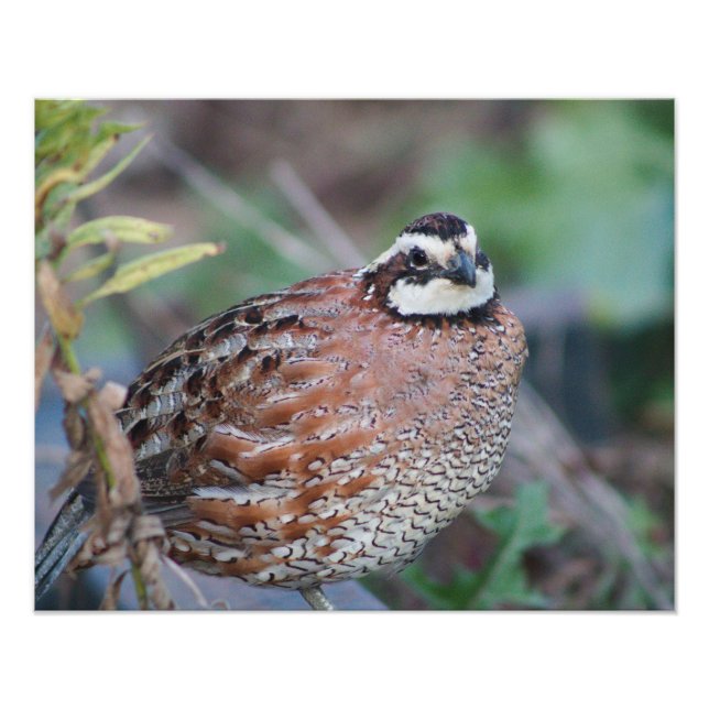 quail photo print (Front)