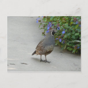 quail postcard