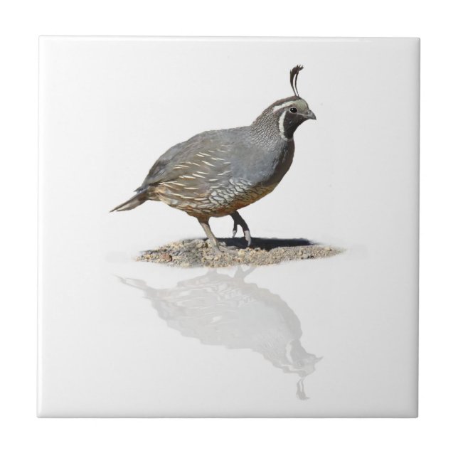 QUAIL REFLECTED TILE (Front)