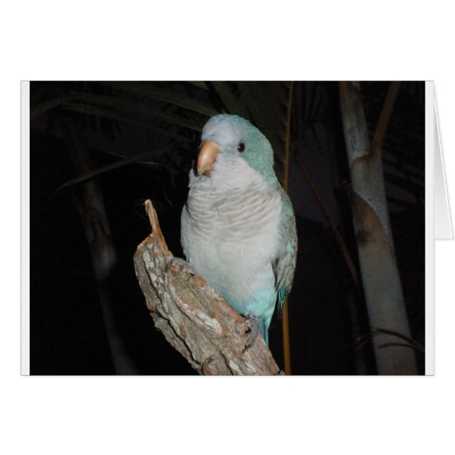 quaker parrot (Front Horizontal)