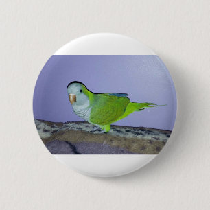 Quaker Parrot 2 Inch Round Button