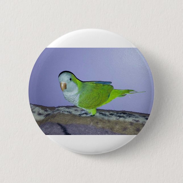 Quaker Parrot 2 Inch Round Button (Front)
