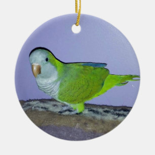 Quaker Parrot Ceramic Ornament