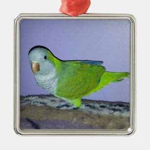 Quaker Parrot Metal Ornament
