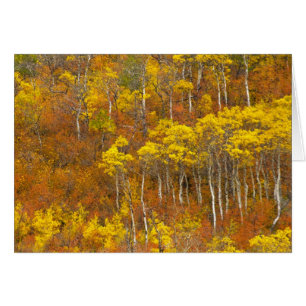 Quaking aspen grove in peak autumn colour in 2