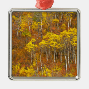 Quaking aspen grove in peak autumn colour in 2 metal ornament