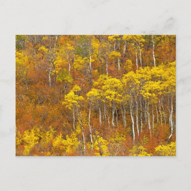 Quaking aspen grove in peak autumn colour in 2 postcard (Front)
