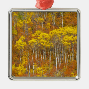 Quaking aspen grove in peak autumn colour in metal ornament