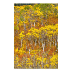 Quaking aspen grove in peak autumn colour in photo print