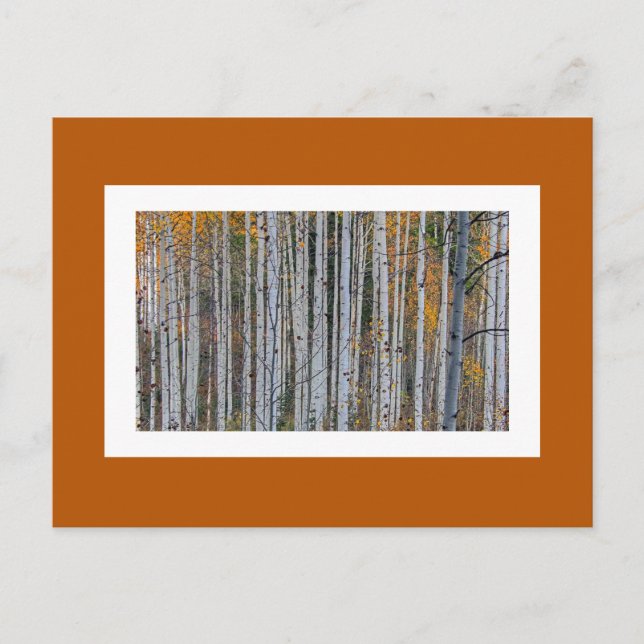 Quaking Aspen in Autumn Postcard (Front)