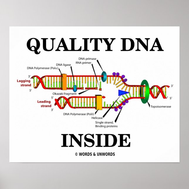 Quality DNA Inside (DNA Replication) Poster (Front)