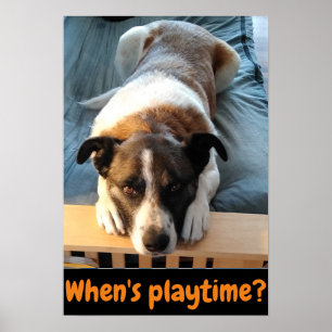 Quand est le temps de jeu ? affiche pour chien mig