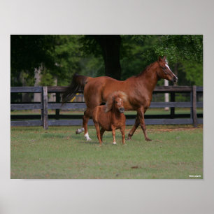 Quarter Horse and Miniature Together Poster