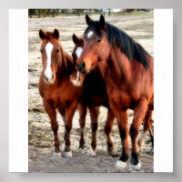 Quarter Horse Art