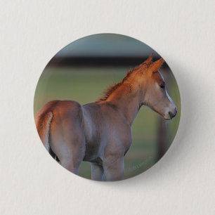 Quarter Horse Foal 2 Inch Round Button