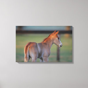 Quarter Horse Foal Canvas Print