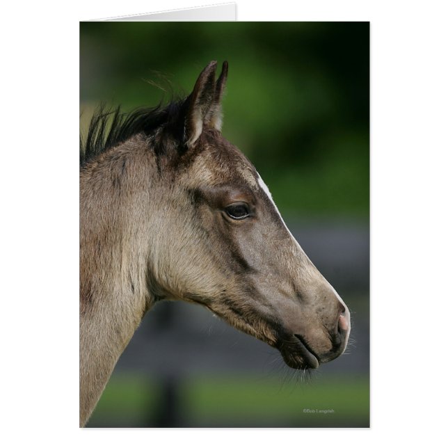 Quarter Horse Foal Headshot (Front)