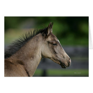 Quarter Horse Foal Headshot